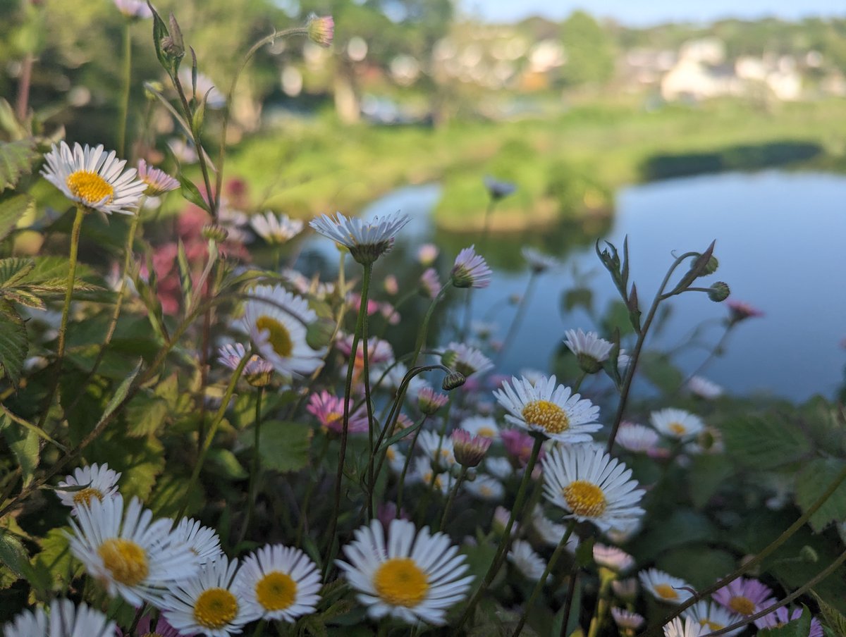 Plantlife tweet media