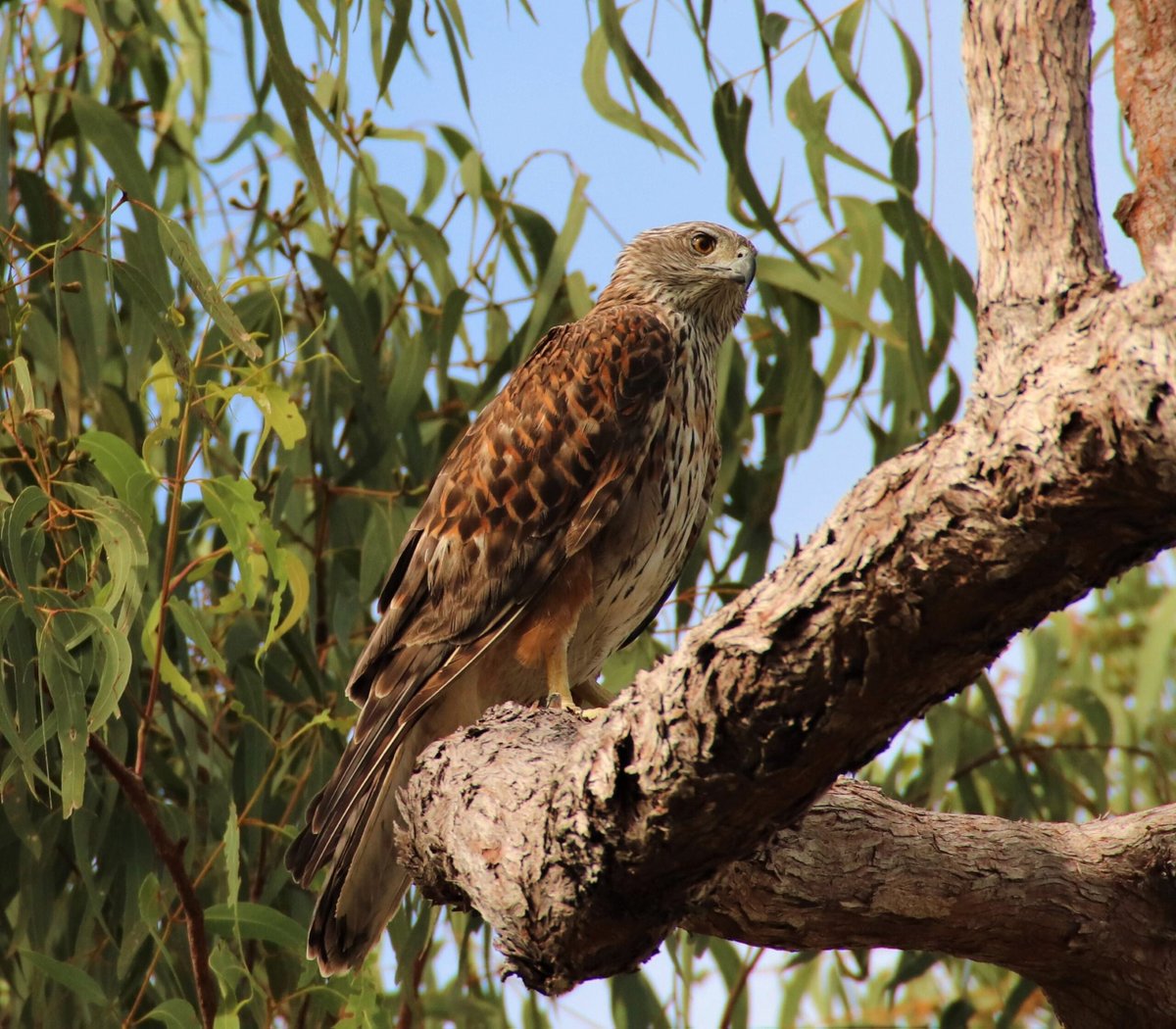 Indigenous Land and Sea Corporation (@indiglandsea) on Twitter photo After 30 years of absence, Australia's rarest bird of prey has returned to Central Australia! The red goshawk—spotted on Ngalia Warlpiri and Luritja Country—is a powerful hunter with a wingspan of up to 135cm!
Learn more 👉🏾 bit.ly/4gmfEQi
📷 Chris MacColl | <a href="/QldGov/">Queensland Government</a> After 30 years of absence, Australia's rarest bird of prey has returned to Central Australia! The red goshawk—spotted on Ngalia Warlpiri and Luritja Country—is a powerful hunter with a wingspan of up to 135cm!
Learn more 👉🏾 bit.ly/4gmfEQi
📷 Chris MacColl | <a href="/QldGov/">Queensland Government</a>