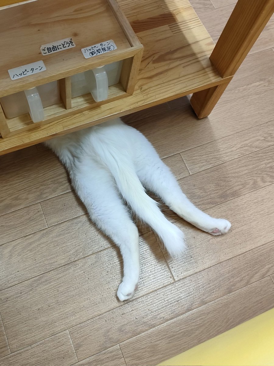 これは何でしょう⁉️🤔
#新潟　#猫　#猫カフェ
#保護猫　#ユキ