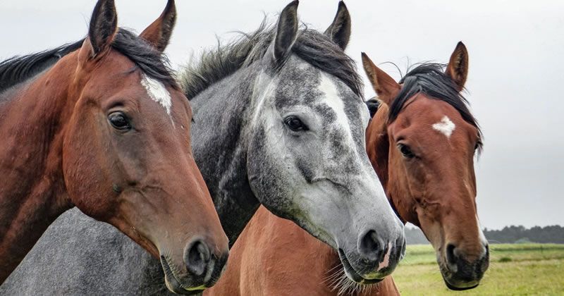 umachannel's tweet photo. 【悲報】地方競馬払い戻し低すぎ https://t.co/YBnNHm7TL1 #地方競馬 https://t.co/9fBft85Vsx
