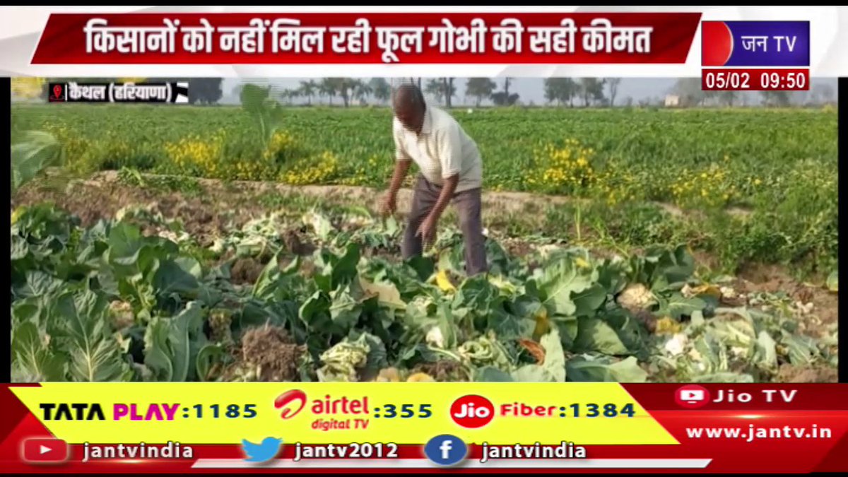 JANTV2012's tweet photo. Kaithal Haryana | किसानो की नहीं मिल रही फूल गोभी की सही कीमत, खेतो में खड़ी फसल पर ट्रैक्टर चलाने को मजबूर | JAN TV 

https://t.co/XAhjMZ3N3a 

#Kaithal #Haryana #Farmers #notgetting #price #cauliflower #drivetractors #crops #fields #Jantv_vkj https://t.co/DVU76yz6WD