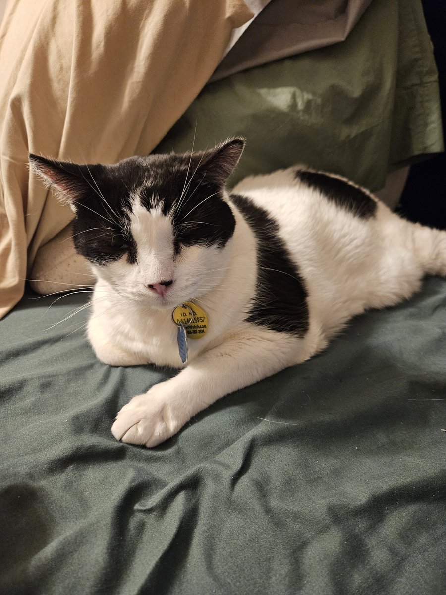 Tonight I experience again the worst pain a pet parent can. I had to say goodbye to my boy Loki. He was by my side for 11 years, he will be greatly missed.