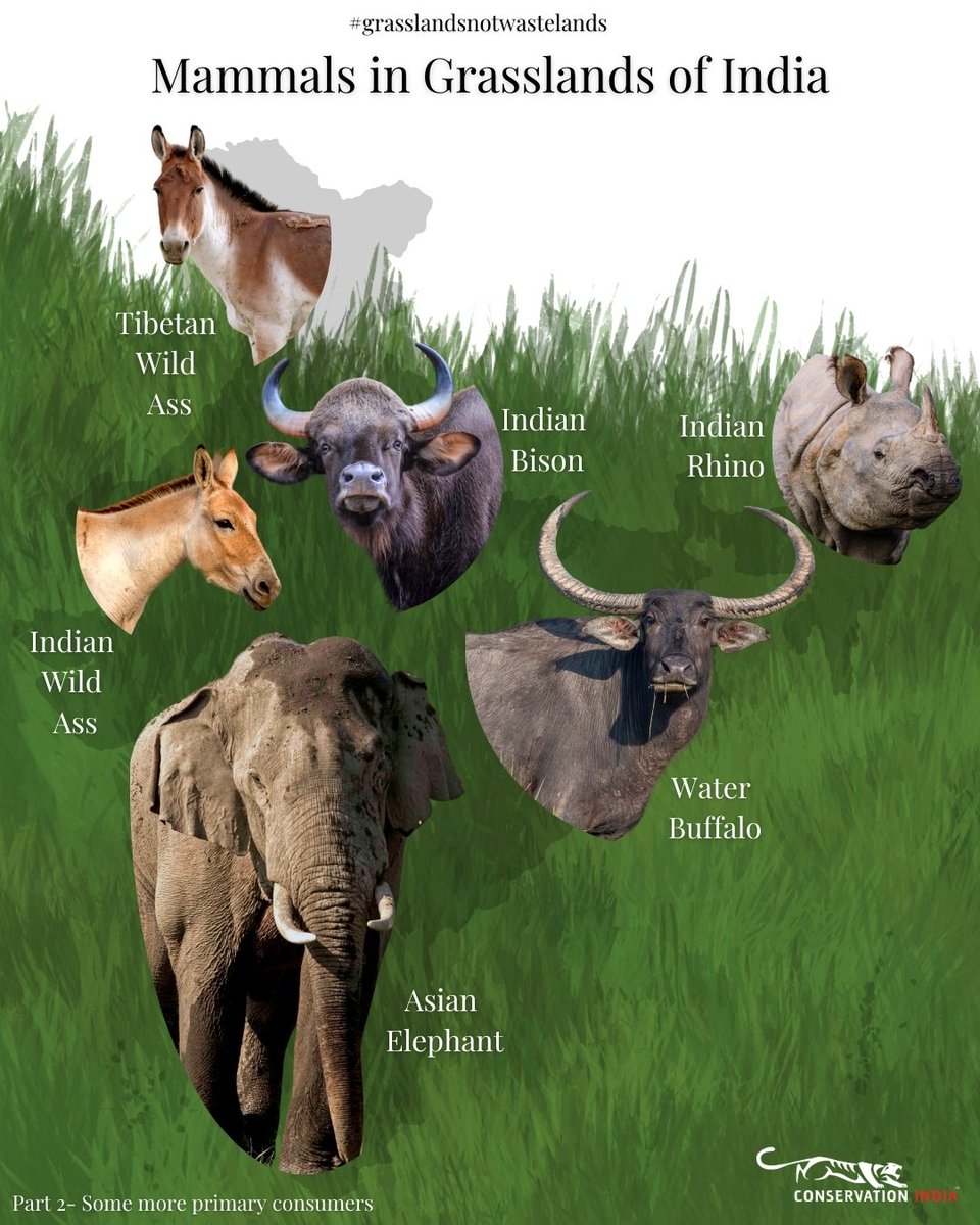 Conservation India tweet media