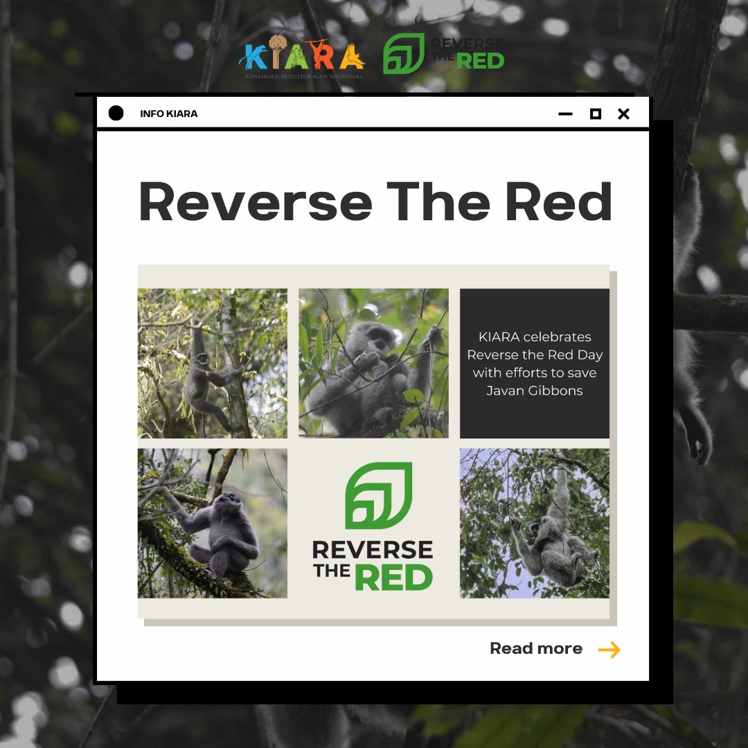 YayasanKiara's tweet photo. Hallo #kawankiara 

Reverse the Red adalah sebuah gerakan internasional yang dilaksanakan Bersama IUCN SSC dan WAZA &amp; bertujuan untuk meningkatkan daya hidup spesies dalam ekosistem dan merupakan gerakan yg mendorong kerja sama multipihak sebagai upaya untuk melestarikan spesies https://t.co/GpBxADdPRl