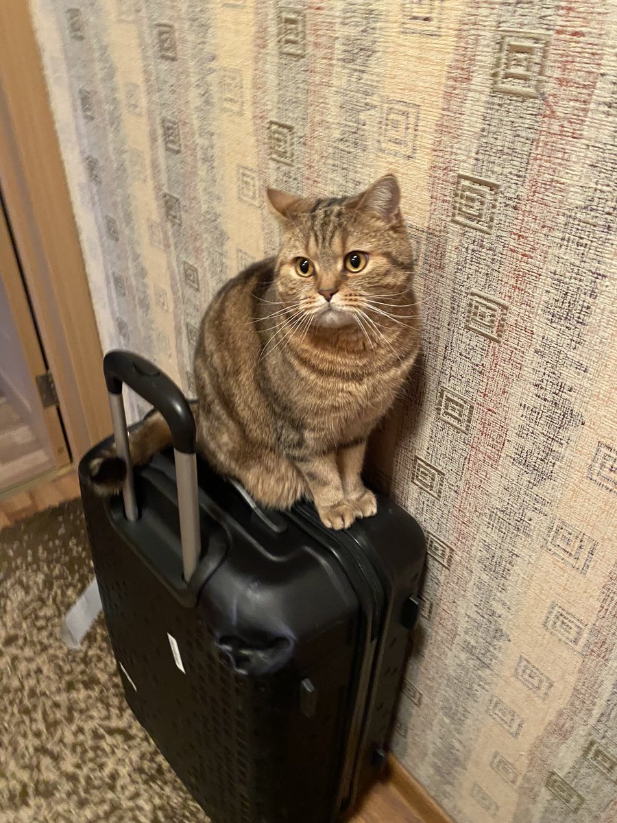 TashFry's tweet photo. Давно не было глупенького сидения от Рони, но это не значит, что его не было https://t.co/QEho753Mfj