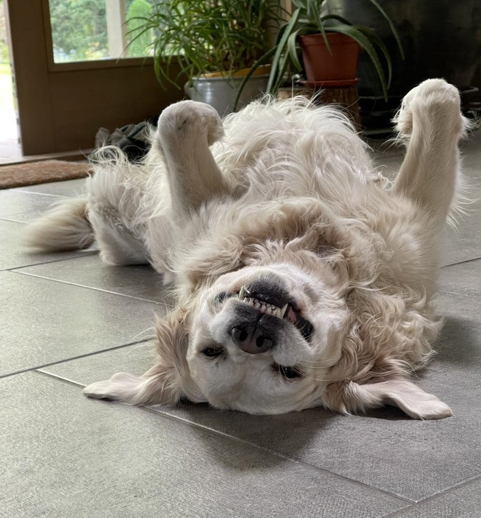 gintszilbalodis's tweet photo. Flow dog reference 🙃 https://t.co/flszRAlgo4