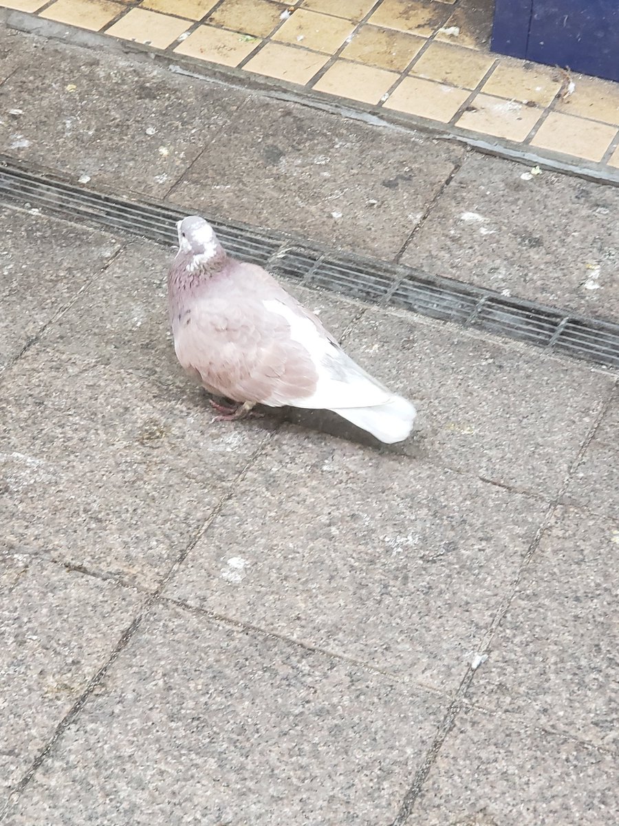 「鳩鳩鳩鳩チルタイムだった」|ツォン(ひじり)のイラスト