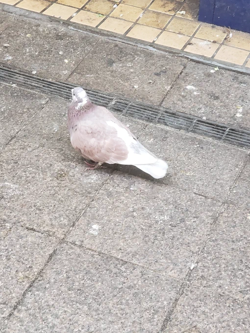 鳩鳩鳩鳩チルタイムだった