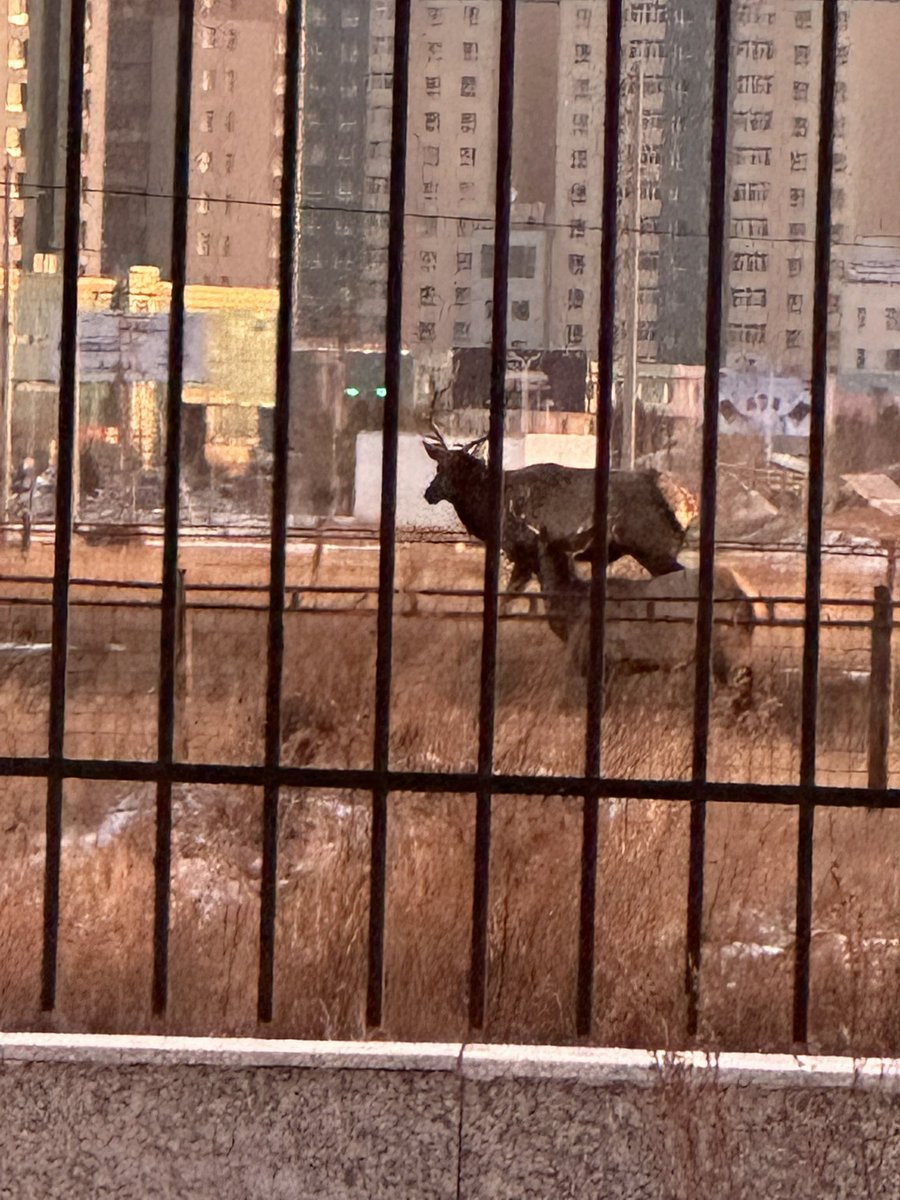 Буга ороод ирсэн байна. Сайхан харагдаж байна шүү