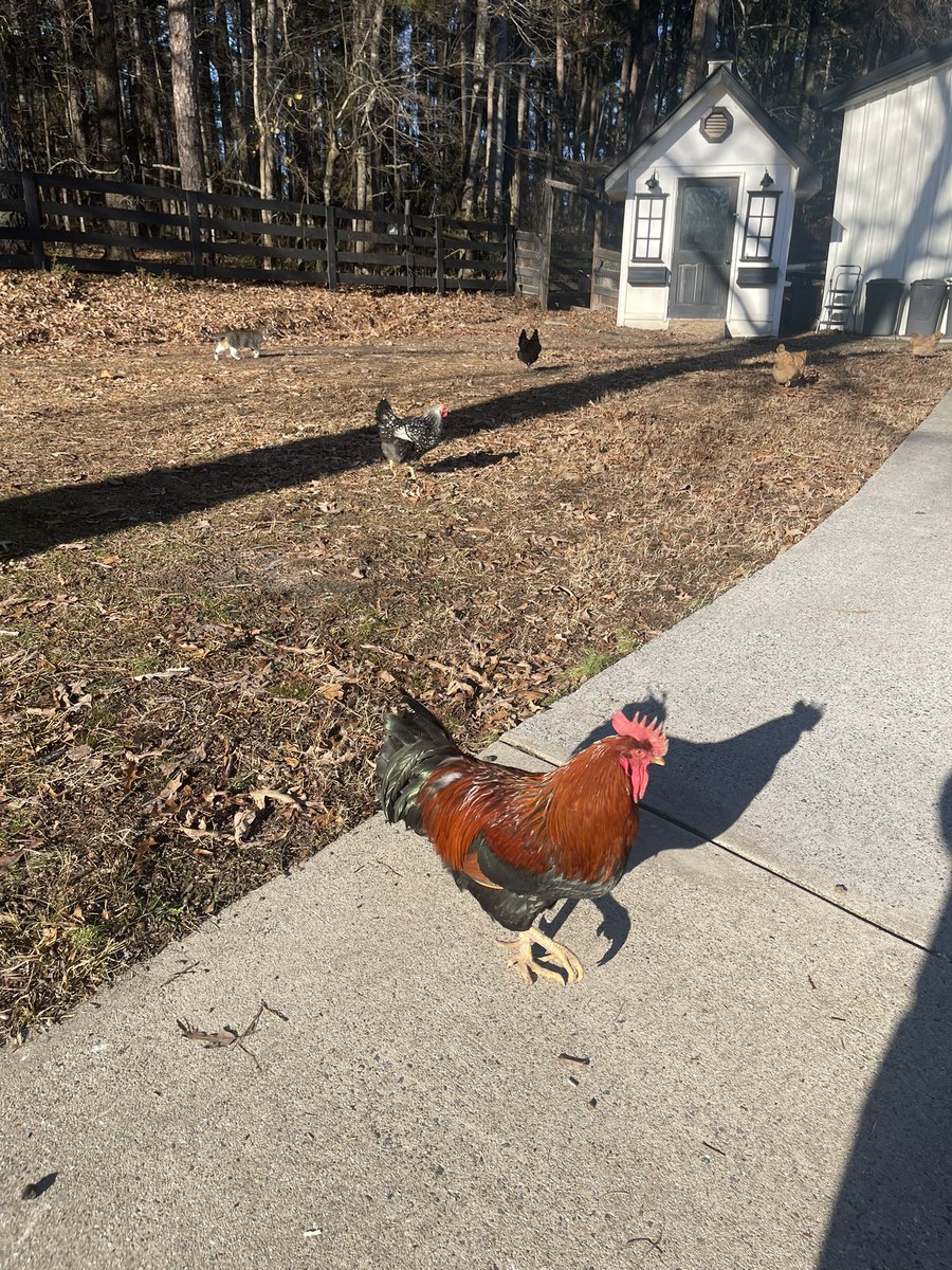 Vertically integrate people. Enough talk about egg prices … this Roosters doing his part to curb inflation #FarmLife #Roosters
