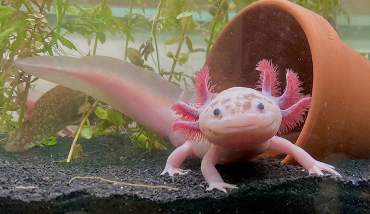 MarzLotl's tweet image. RAHHHH 🦈
Watch the waters cause this shark will bite 

Base: Chestasartden (Etsy) + some adjustments by me

#axolotl #zebrashark