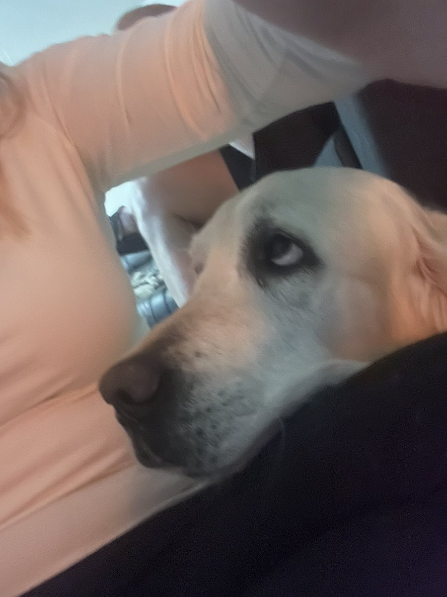 Melissa Harvey tweet media