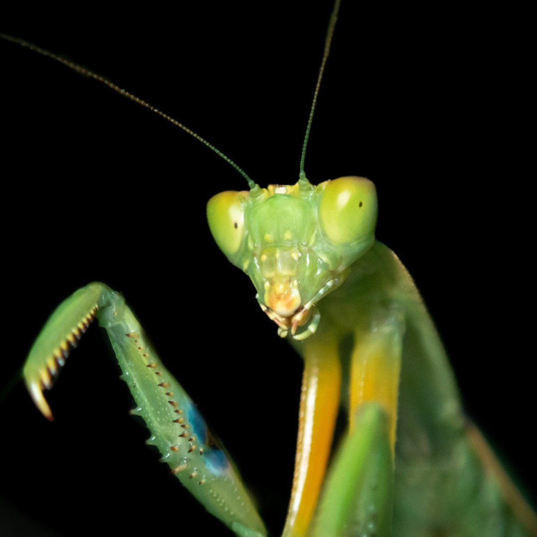 aucklandzoo's tweet photo. Do you know how to spot our native praying mantis? 🦗 One of the ways to tell is by the indigo-blue ‘eyespot’ on the inside of each of its forelegs. If you see this spot, you know that you’re seeing our endemic mantis. #BugOfTheYear https://t.co/zCYXbeUxky https://t.co/Nzkk4GeR9S