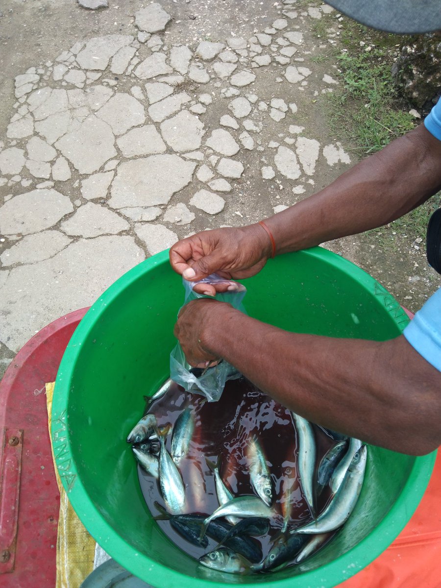 FerrySanamasse's tweet photo. Senin (27/01), @FerrySanamasse, Luhkan Kota Tual, Dsn. Fair, Pemasaran Hasil Perikanan, Ikan Momar  20kg

#GiatLuhkanSatminkalAmbon #KotaTual 
#pemasaran 
#luhlapor  
@bp3ambon
@pusluhkp https://t.co/IskDs6luBI