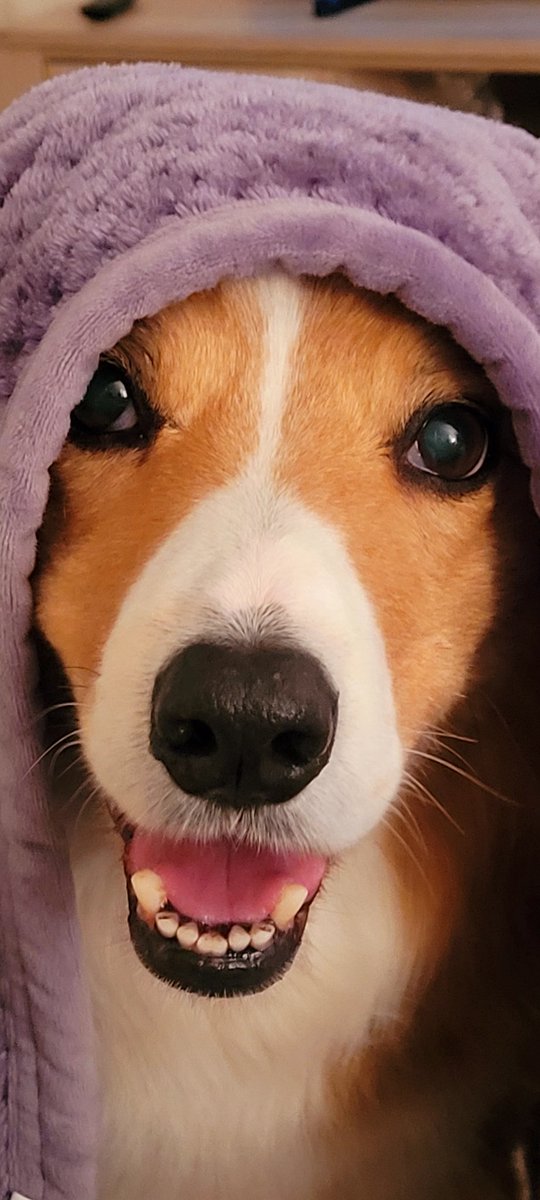 jacquihill18's tweet photo. Charlie makes me laugh every day , he's so clever and so funny ❤️🐕 @BCTGB @HartCollie @MarkPerks2021 #welshsheepdog #collie https://t.co/V6wcwlO22C