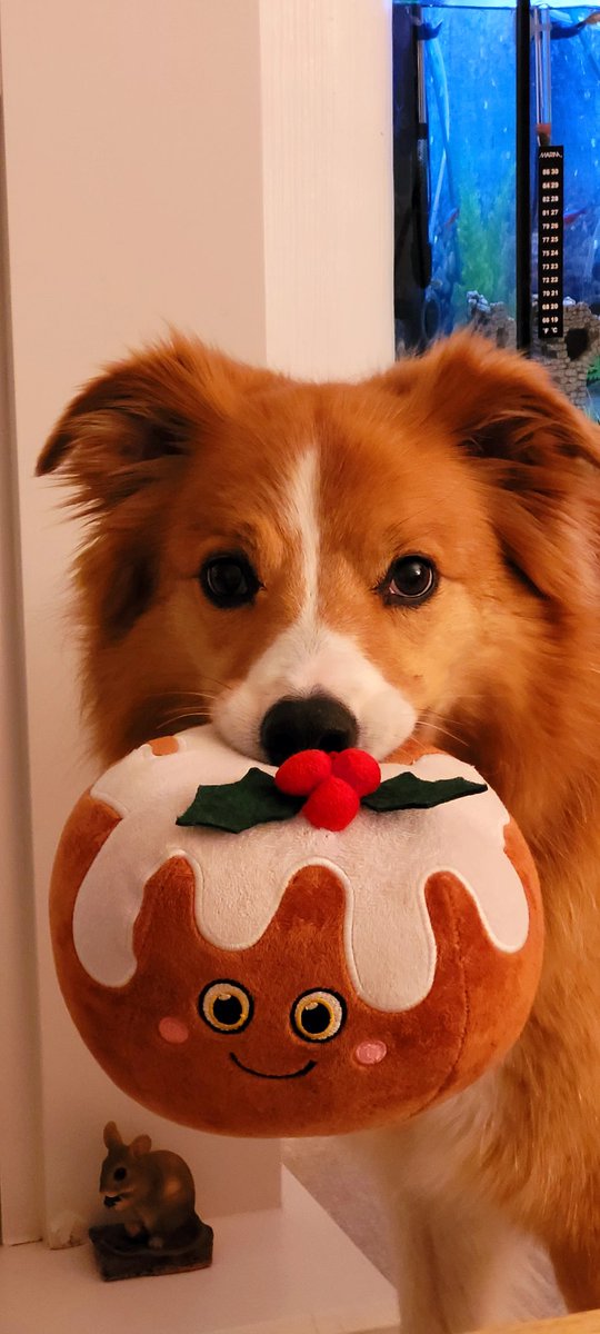 jacquihill18's tweet photo. Charlie makes me laugh every day , he's so clever and so funny ❤️🐕 @BCTGB @HartCollie @MarkPerks2021 #welshsheepdog #collie https://t.co/V6wcwlO22C