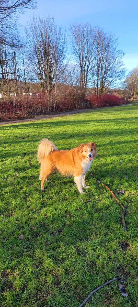 jacquihill18's tweet photo. Charlie makes me laugh every day , he's so clever and so funny ❤️🐕 @BCTGB @HartCollie @MarkPerks2021 #welshsheepdog #collie https://t.co/V6wcwlO22C