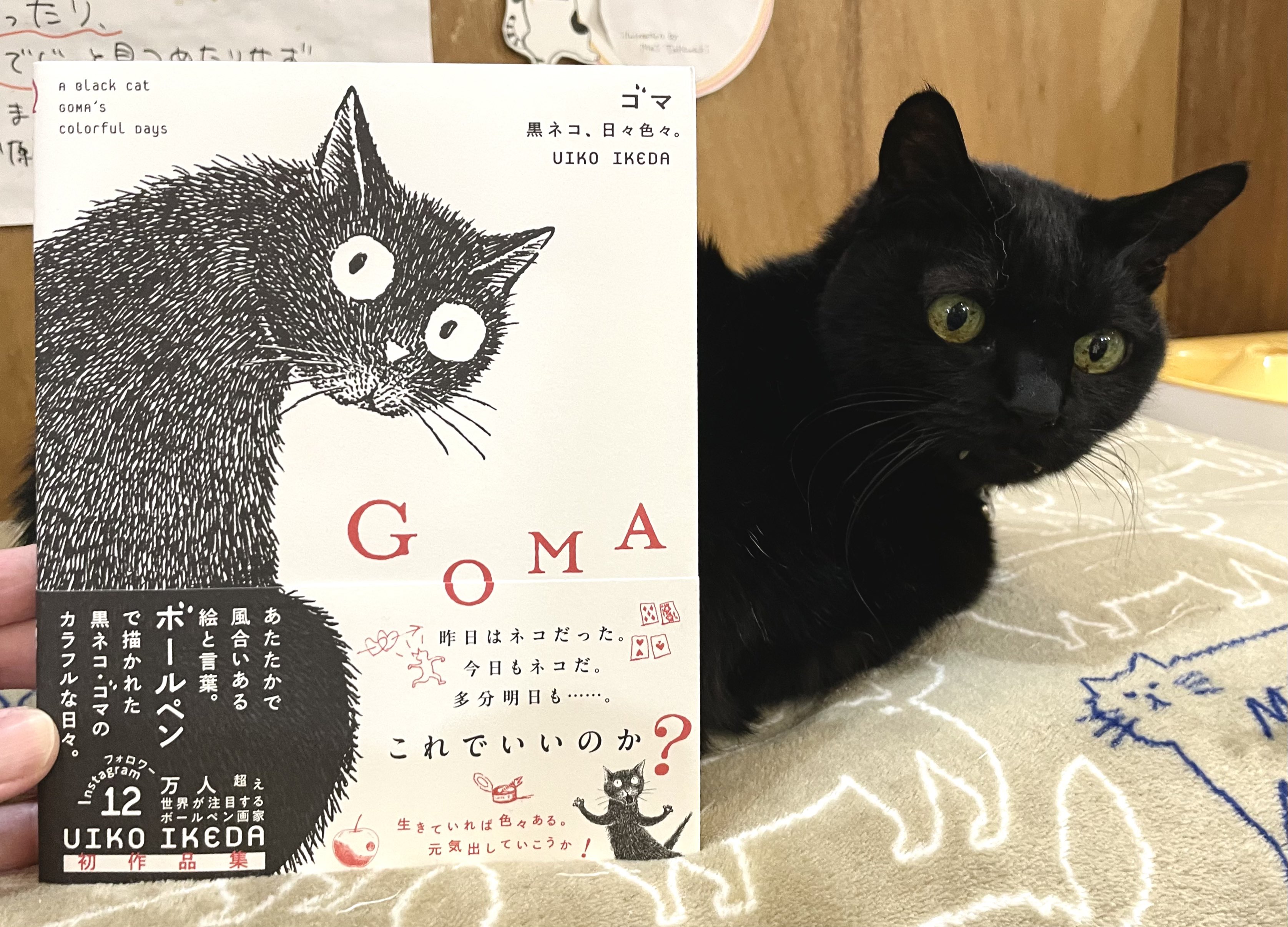 いだゆみ・黒猫原画 キャッツミャウブックス® on X: 