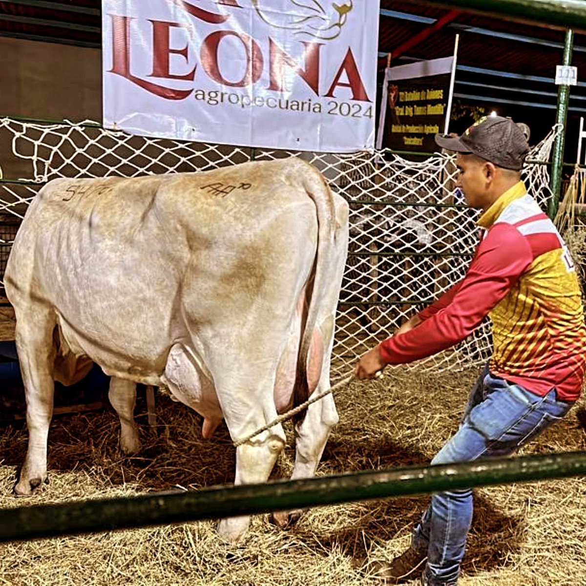 #NotiAsocrica vaca #RazaCarora obtiene Galardón de GRAN CAMPEONA PRIMIPARA PRODUCCION DE LECHE 50,850 Lts (3 ordeños). Feria Agropecuaria de Valle de la Pascua Edo Guárico 2.025
Felicidades a Expositor por el logro de 
🏆🏅🧬*ET5476122 YORMA👏💫
instagram.com/p/DFq83OXyf8e/…