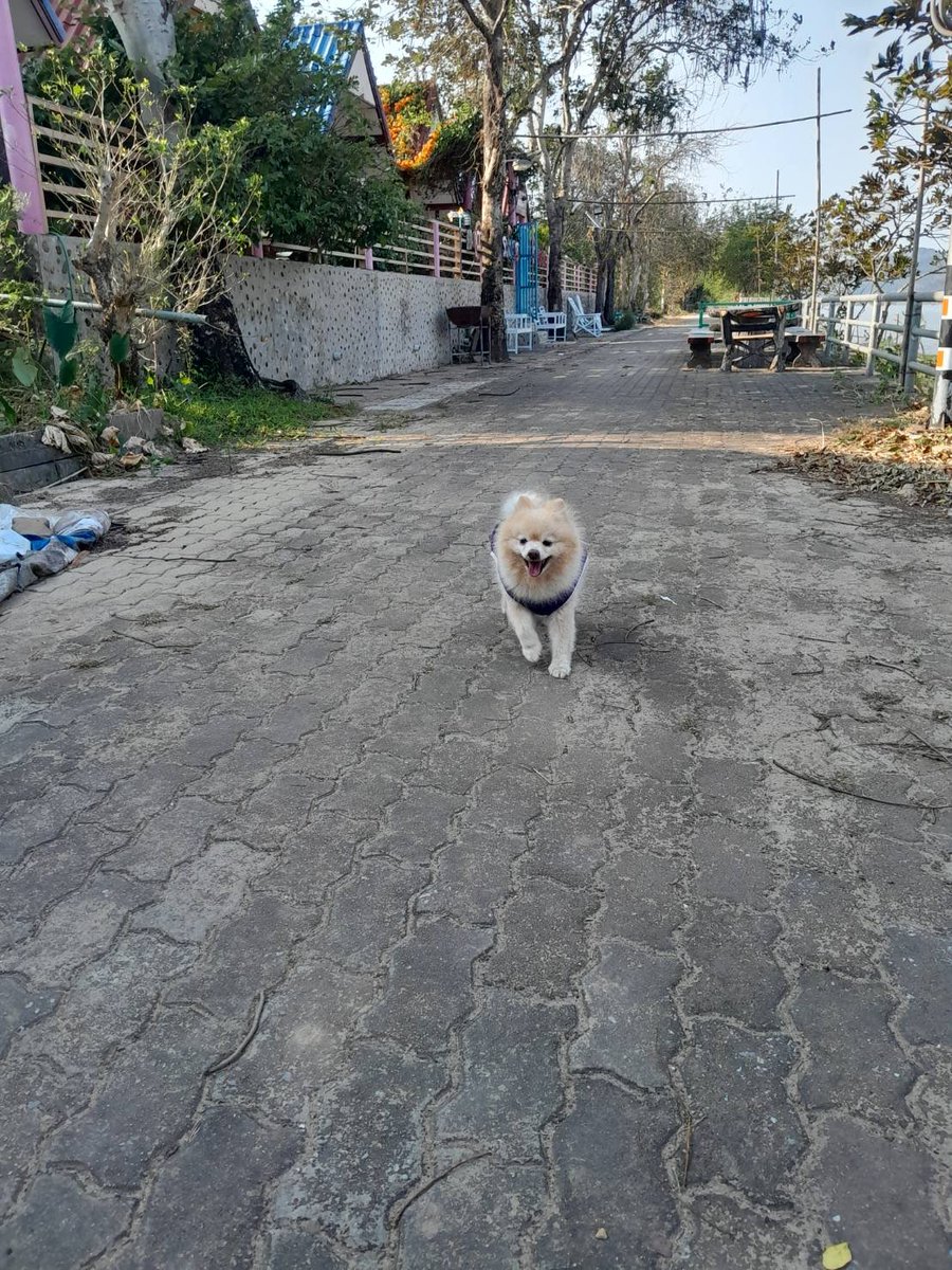 Kawpoon_kpn's tweet photo. Hi my friend ~😆🐶 https://t.co/fpYnHNVMEb