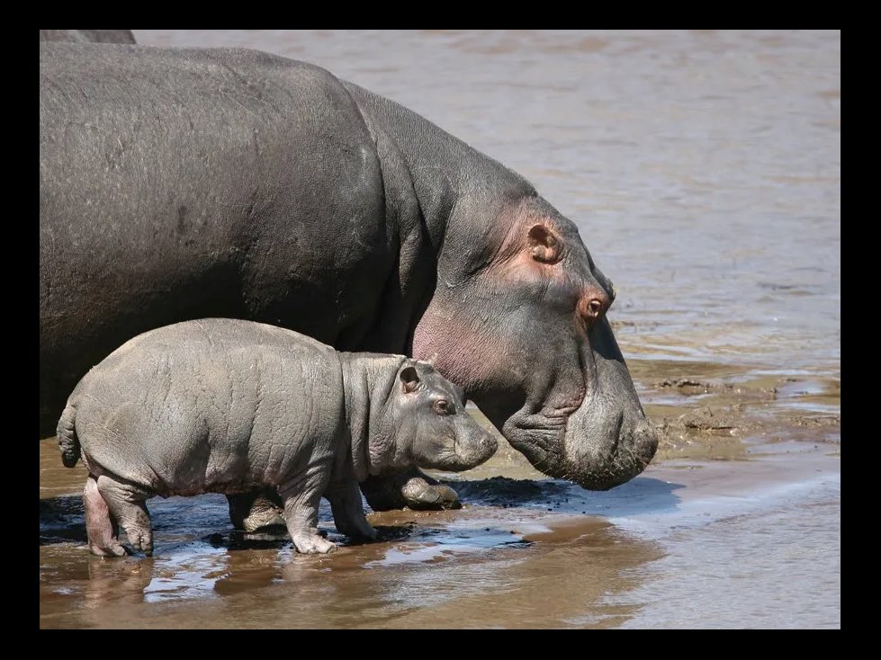 ModestOfThings's tweet photo. Court Ruling Sets Deadline For Decision To Protect Hippos Under The Endangered Species Act‼️
•
•
#hippopotamus #hippo #animal #news https://t.co/TUbfwDDzQd