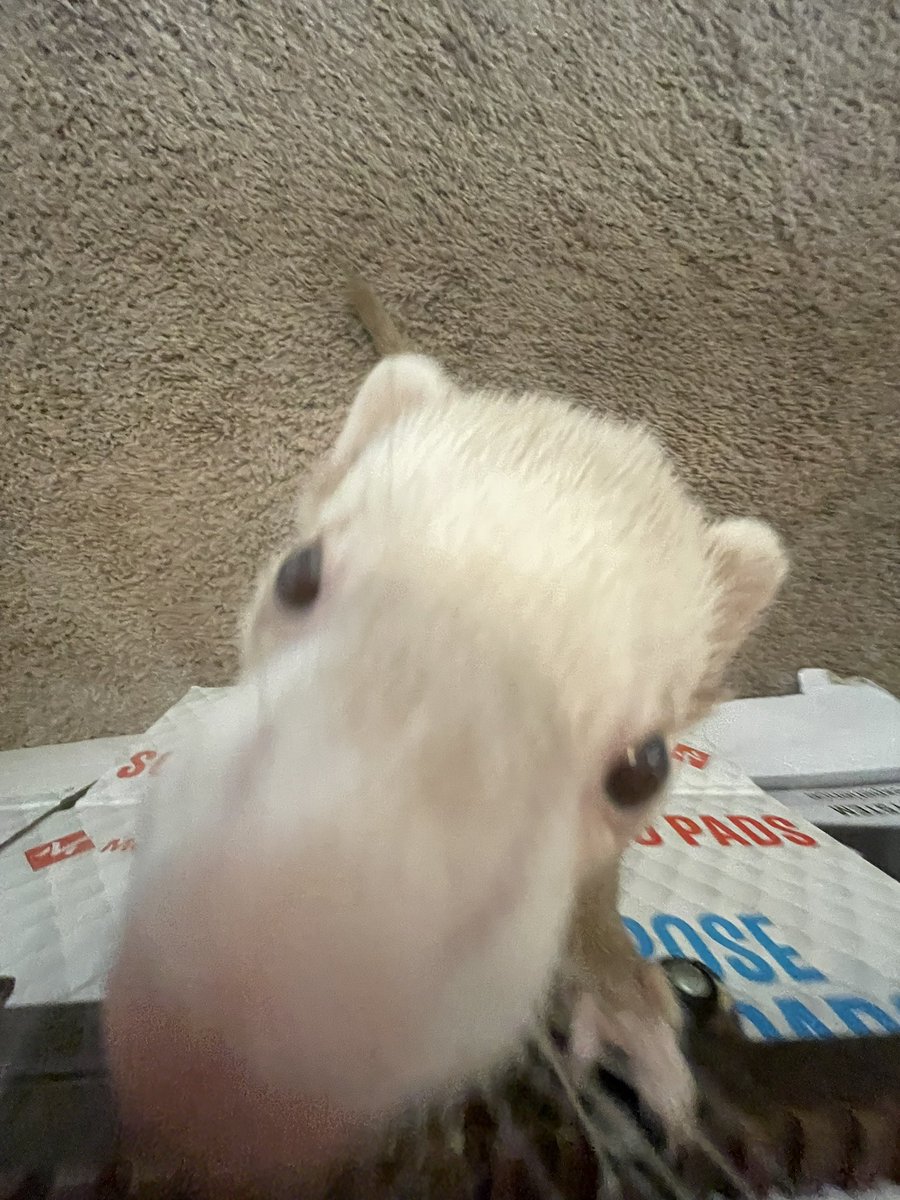 Ka the Tiger tweet media