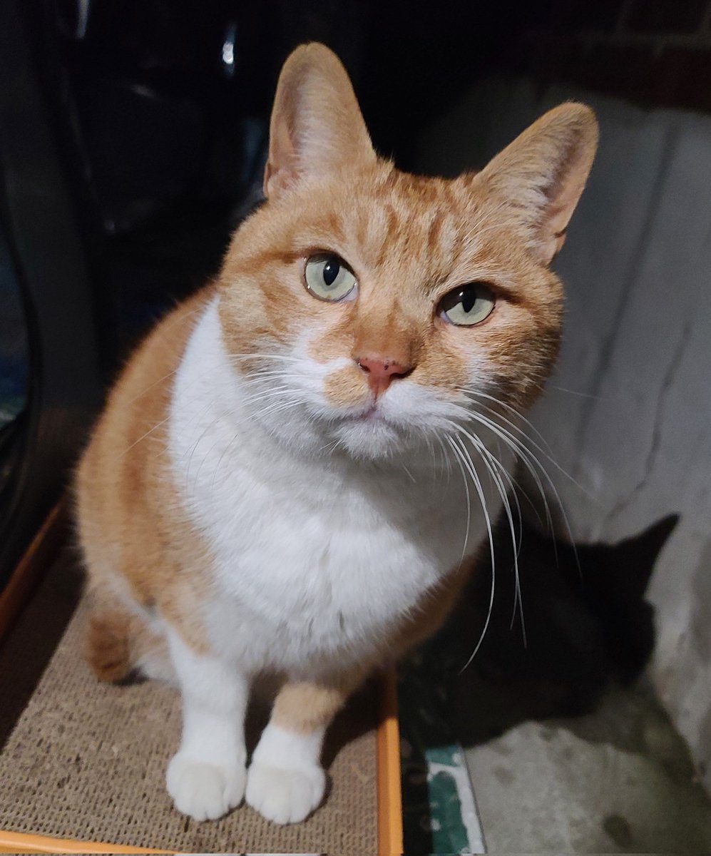 🐈 이번주 내내 춥다 영하10도....🥶