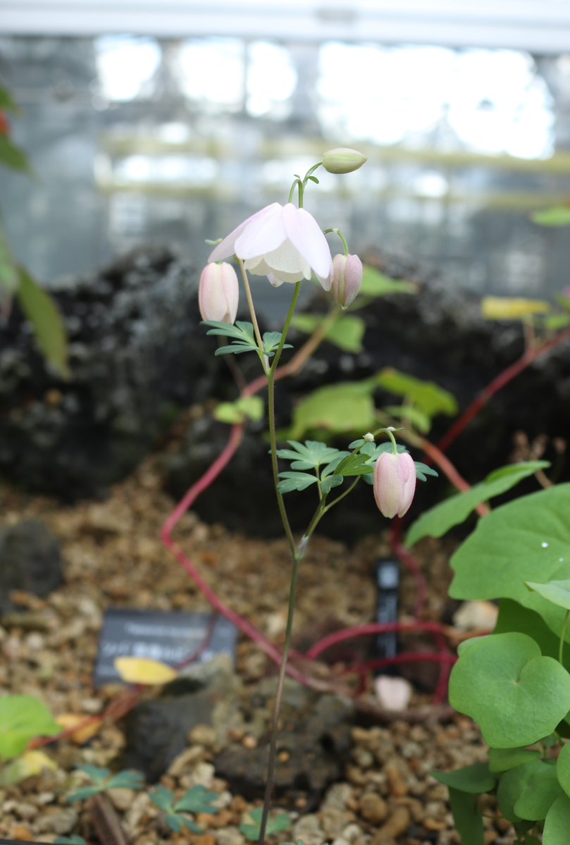 現在、高山植物室の中国区では #フウリンオダマキ が開花中です。 風に