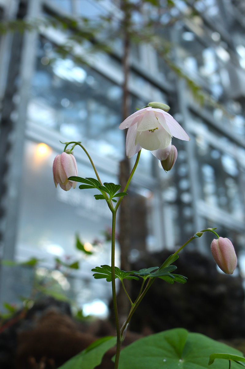 現在、高山植物室の中国区では #フウリンオダマキ が開花中です。 風に