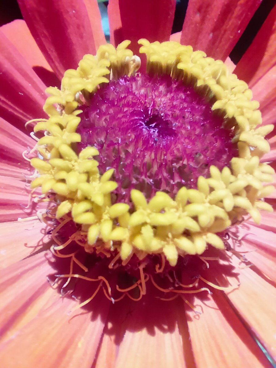 Zinnias the flowers within a flower!