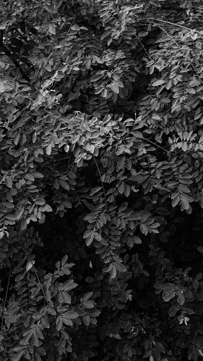 一碟肠粉 tweet media