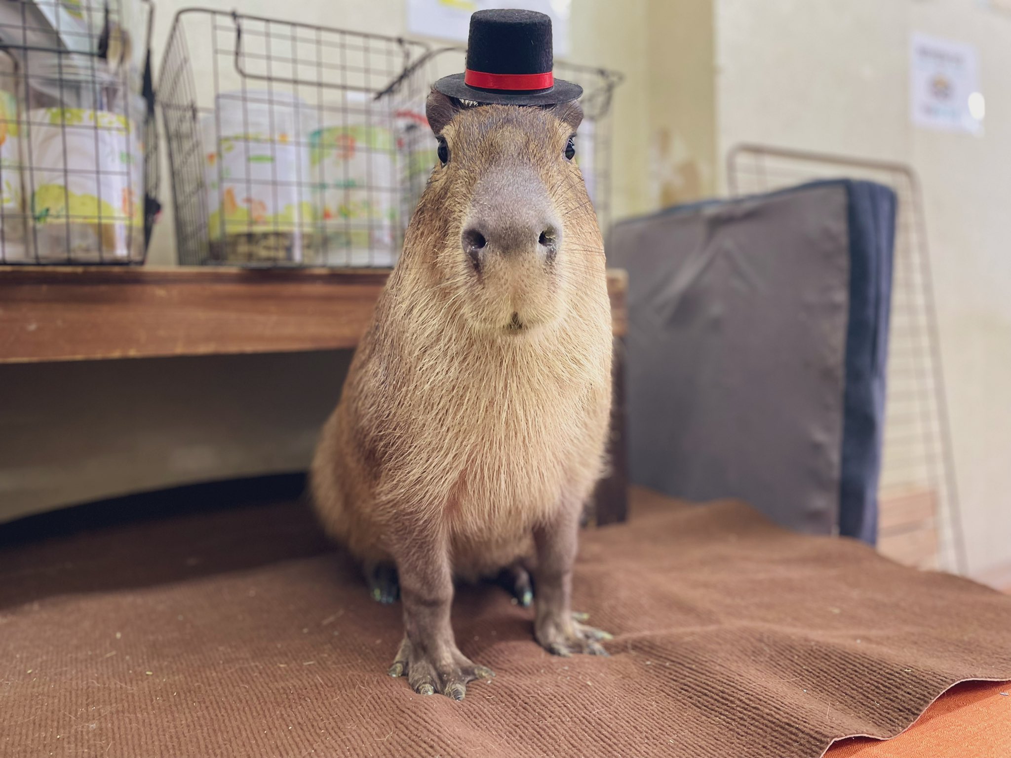 かぴぱら CAPYBARA LAND (Capybara Cafe & Petting Zoo) (@CapybaraLand) / X