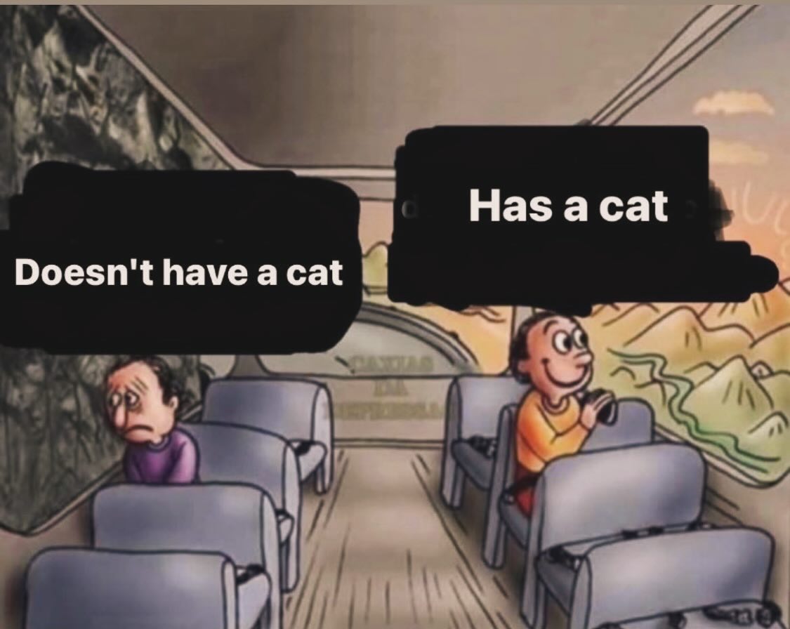 Punch Cat tweet media