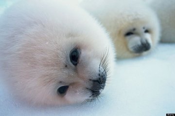 When all feels dreary and grey in the world, remember that you can wake up and look at seals.. it might not fix what you're going through, but it helps to see their fuzzy faces 🦭