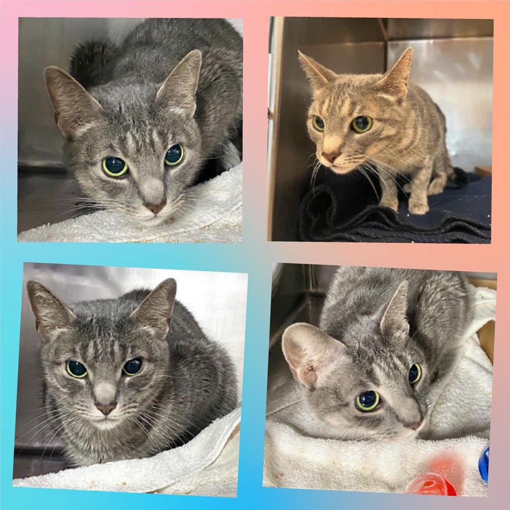 Kimberlykokourt's tweet photo. #Arrabbiata, #Homefries, #Bunny & #Jeleah Needs A Placement By Thursday February 6, 2025 By 12PM! Bunny Can Be Adopted! #ManhattanACC ! Jeleah Is Diabetic! #CatsOfX #NYCACC #Donations Are Needed! #ID219016 (Arrabbiata), #ID216260 (Homefries), #ID217894 (Bunny) & #ID219145 Jeleah https://t.co/6sfpLCddqY