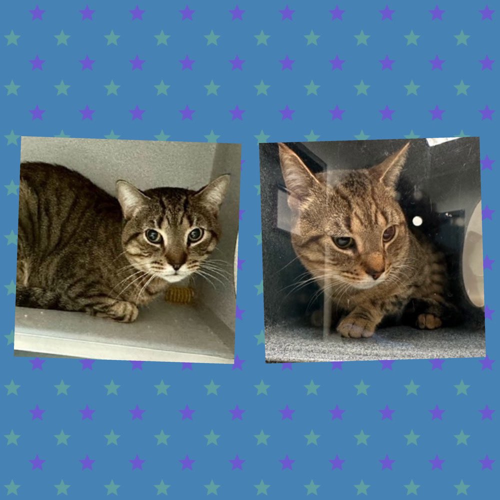 Kimberlykokourt's tweet photo. #Arrabbiata, #Homefries, #Bunny & #Jeleah Needs A Placement By Thursday February 6, 2025 By 12PM! Bunny Can Be Adopted! #ManhattanACC ! Jeleah Is Diabetic! #CatsOfX #NYCACC #Donations Are Needed! #ID219016 (Arrabbiata), #ID216260 (Homefries), #ID217894 (Bunny) & #ID219145 Jeleah https://t.co/6sfpLCddqY