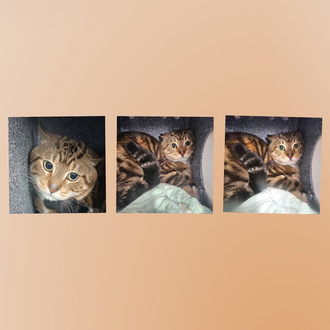 Kimberlykokourt's tweet photo. #Arrabbiata, #Homefries, #Bunny & #Jeleah Needs A Placement By Thursday February 6, 2025 By 12PM! Bunny Can Be Adopted! #ManhattanACC ! Jeleah Is Diabetic! #CatsOfX #NYCACC #Donations Are Needed! #ID219016 (Arrabbiata), #ID216260 (Homefries), #ID217894 (Bunny) & #ID219145 Jeleah https://t.co/6sfpLCddqY