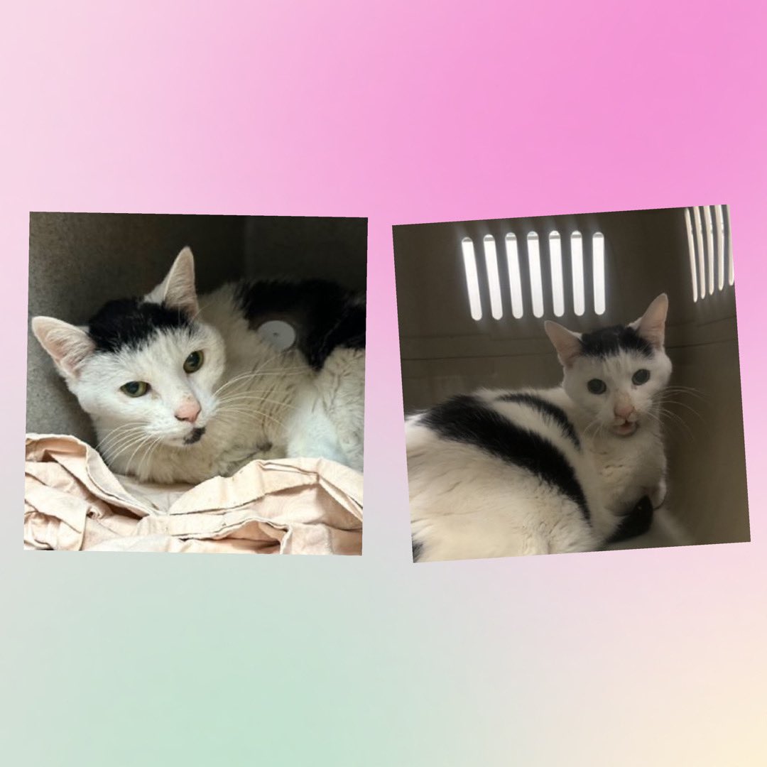 Kimberlykokourt's tweet photo. #Arrabbiata, #Homefries, #Bunny & #Jeleah Needs A Placement By Thursday February 6, 2025 By 12PM! Bunny Can Be Adopted! #ManhattanACC ! Jeleah Is Diabetic! #CatsOfX #NYCACC #Donations Are Needed! #ID219016 (Arrabbiata), #ID216260 (Homefries), #ID217894 (Bunny) & #ID219145 Jeleah https://t.co/6sfpLCddqY