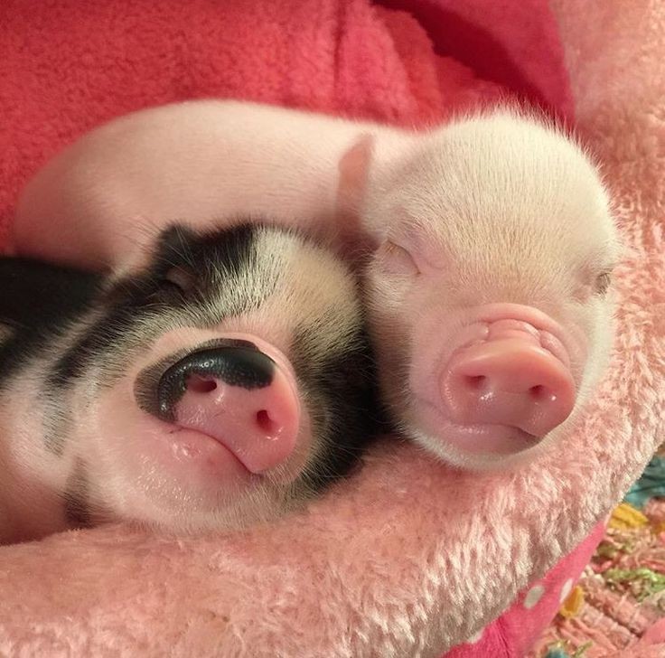 Boa noite 😴🐽