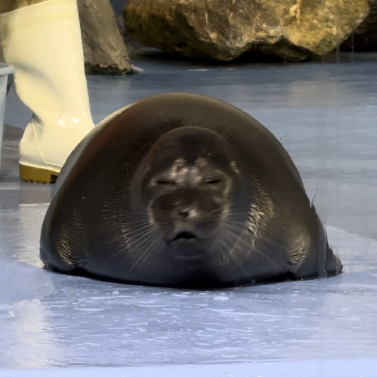 (NIKO VS YO-CHAN RAP)

Aye, I'm Niko, round and fat
Born with swag yeah I'm all that
Big bucket of fish
Three times a day a dish
Head or tail? Fish it I'll eat both
Semi-aquatic cause I'll rock the boat
Cementing myself face of all seals
I'm the king, so get down and kneel 🦭🎤