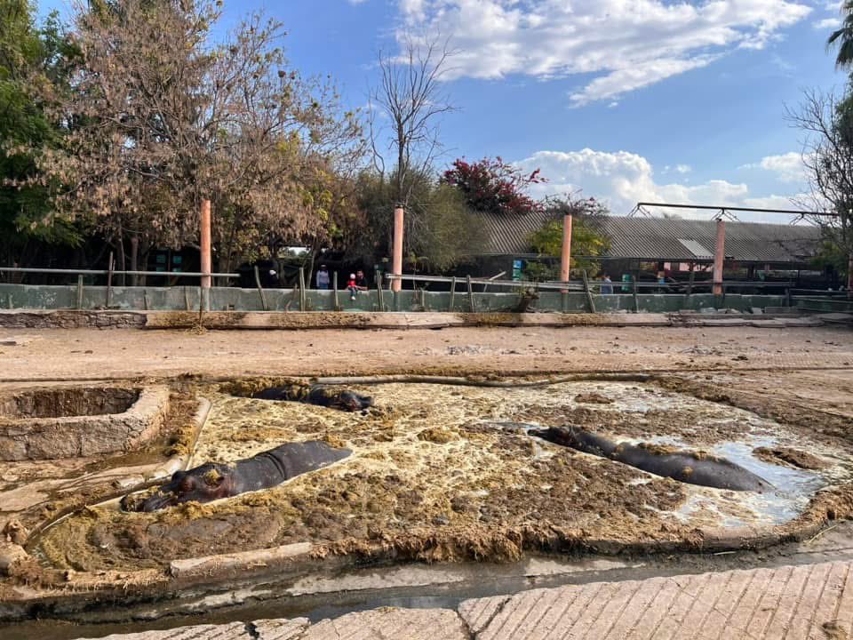 AnaPaola1180030's tweet photo. 🚨 Se necesita ayuda URGENTE 🚨
Vean estas imágenes del Zoológico Wamerú ubicado en Querétaro ‼️ 

Da pena ver el estado en el que se encuentran los animales; deshidratados, desnutridos, tristes 
Ayúdenme a compartir por favor, que se haga viral y que podamos hacer algo 🙏 https://t.co/zvrDio7WJv