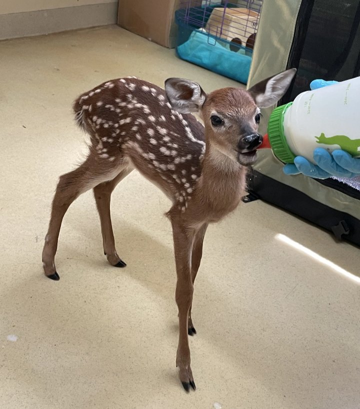 haveigotdeer's tweet photo. Meet Hazel. She’s been caught sneaking into multiple concerts without a ticket by blending in with roadies. When questioned, she simply said, “I AM the music.”
#deerlore #deer https://t.co/U1KKMJ9vOK
