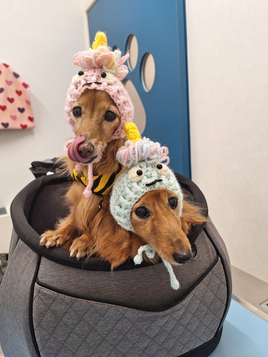 可愛い鬼さん👹
いつもありがとう
#ネッシン(熱鍼) #いずみ犬と猫のクリニック #犬の鍼灸 #どうぶつにも東洋医学