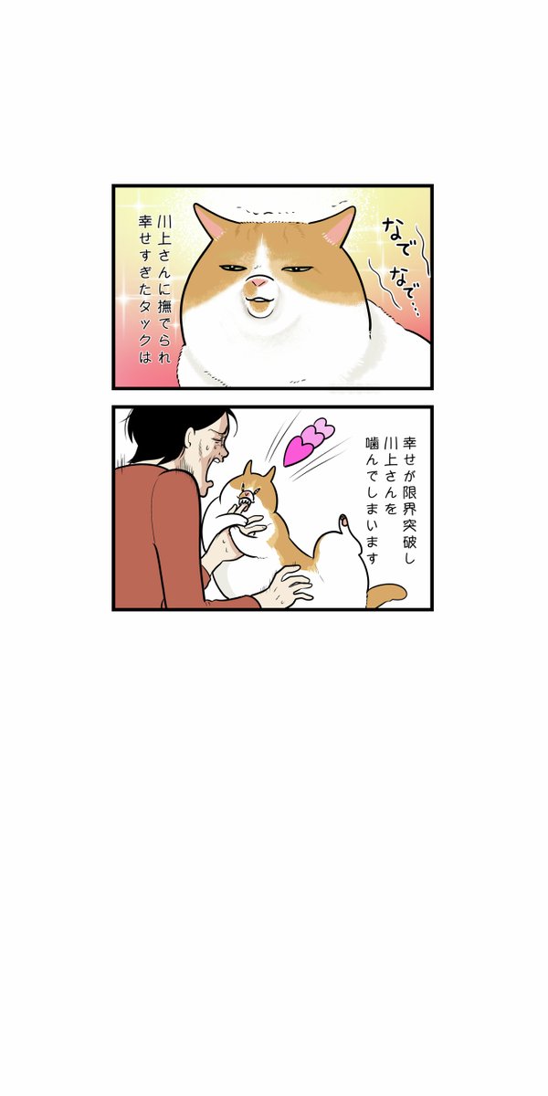 川上さんは一般社団法人「ねこと今日」の代表者として「猫と人の