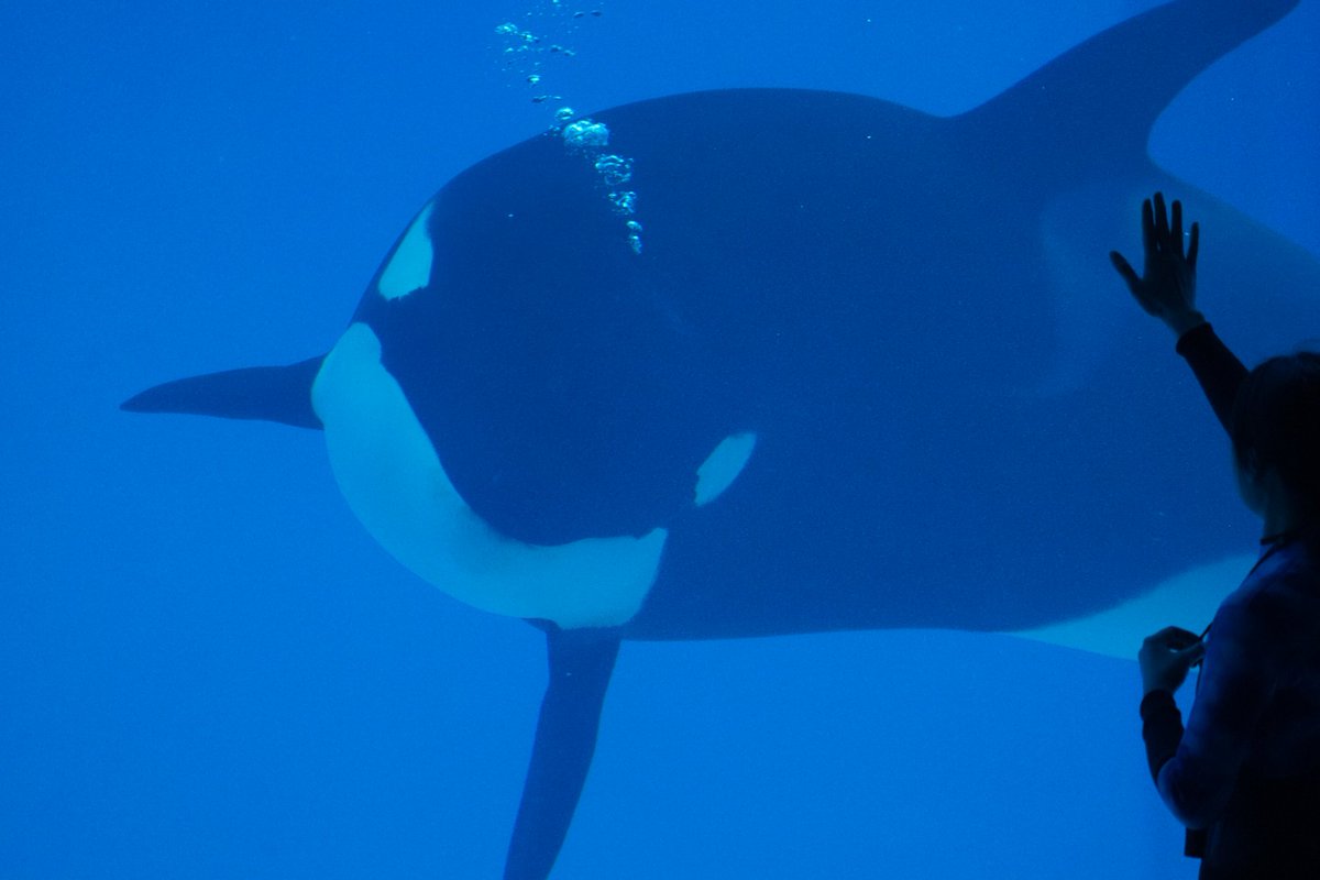 Abyssling's tweet photo. 🫧🫧
(2025.01.27)
#虎鲸 #Orca #OrcinusOrca #シャチ #ChimelongSpaceShip #Yilong #一隆 https://t.co/tv60fJak6Q