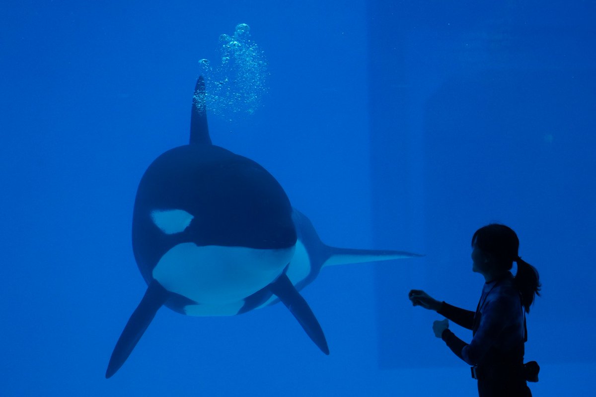 Abyssling's tweet photo. 🫧🫧
(2025.01.27)
#虎鲸 #Orca #OrcinusOrca #シャチ #ChimelongSpaceShip #Yilong #一隆 https://t.co/tv60fJak6Q