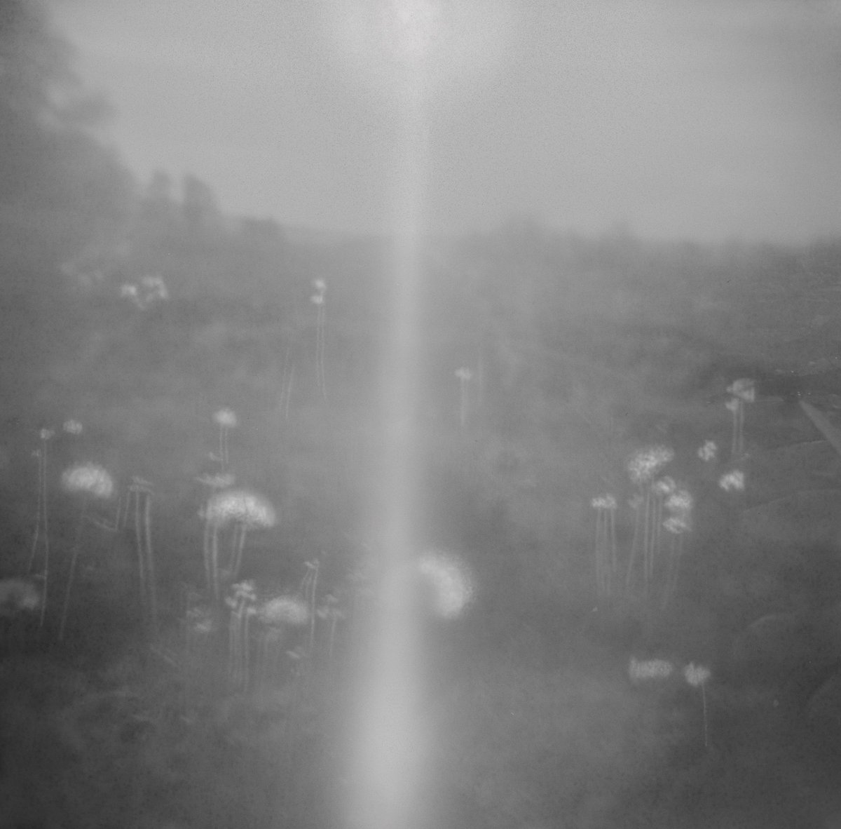 You may want this photo

I made it with a Holga film camera, which has few controls &amp; requires a certain intuition to find &amp; frame a shot 

I usually hand hold the shutter open estimating the time to expose the film. The camera itself only has one shutter speed

2/3 - 8 tez

👇