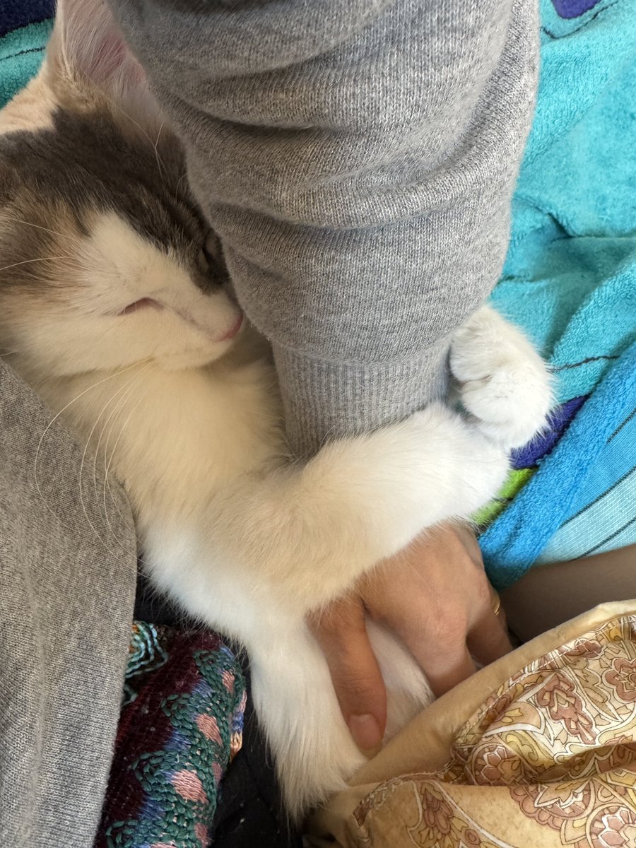 ten_munchkin's tweet photo. ぎゅーってして寝るの可愛いすぎる

#猫 https://t.co/aZcH1wn9DE