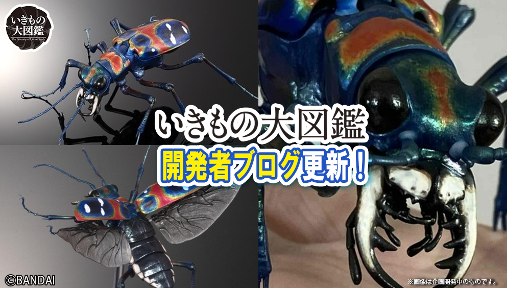 オオキバウスバカミキリとハンミョウ来た！