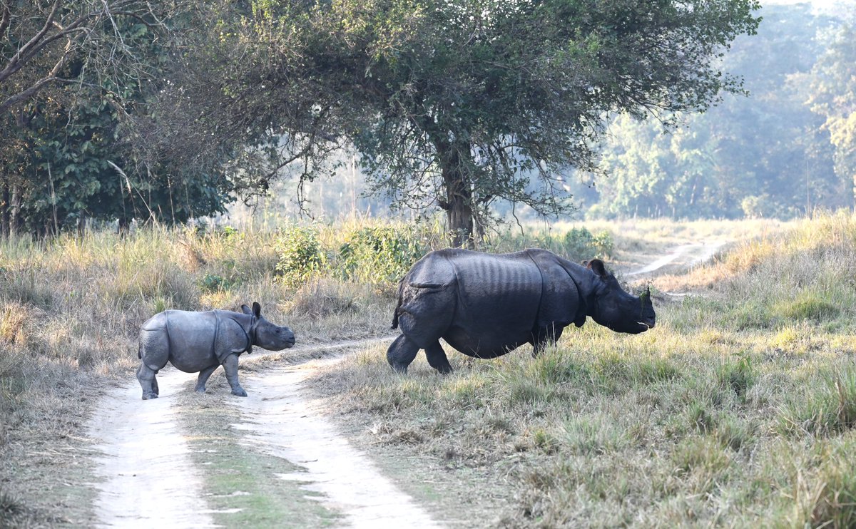 Rengaraju T, IFS (@raju2179) on Twitter photo Incredible Landscape!! Dudhwa has a large number of threaten species like Rhinos, with all species population showing a growing trend, shows management effectiveness!!! <a href="/DudhwaTR/">Dudhwa Tiger Reserve</a> <a href="/ntca_india/">National Tiger Conservation Authority</a> <a href="/UpforestUp/">Environment, Forest and Climate Change Department</a> <a href="/moefcc/">MoEF&CC</a> Incredible Landscape!! Dudhwa has a large number of threaten species like Rhinos, with all species population showing a growing trend, shows management effectiveness!!! <a href="/DudhwaTR/">Dudhwa Tiger Reserve</a> <a href="/ntca_india/">National Tiger Conservation Authority</a> <a href="/UpforestUp/">Environment, Forest and Climate Change Department</a> <a href="/moefcc/">MoEF&CC</a>